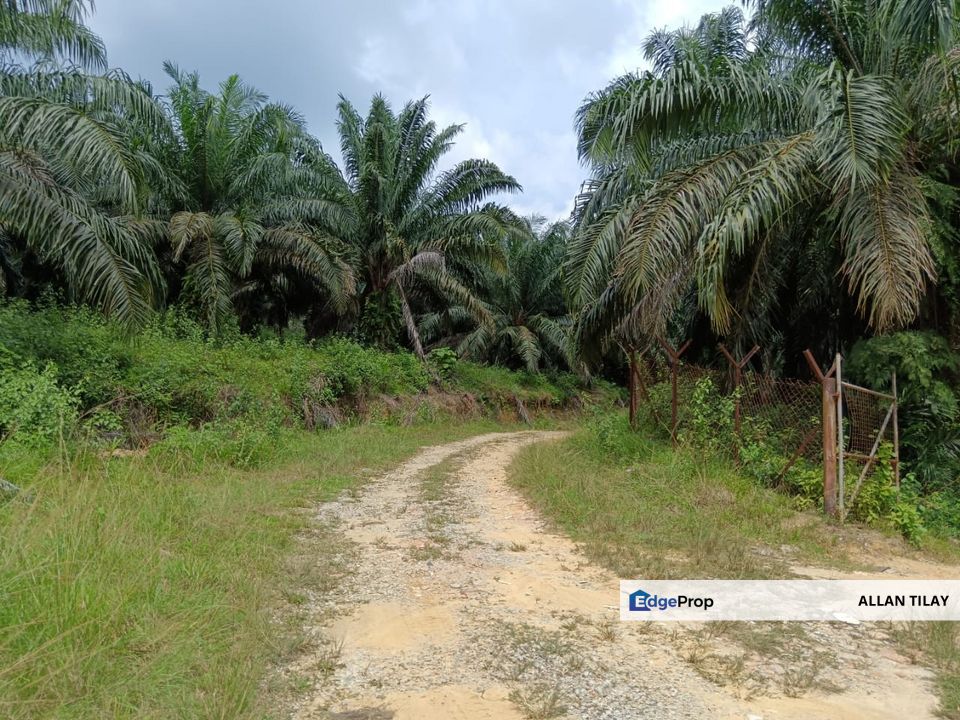 Johol Oil Palm Plantation, Negeri Sembilan, Kuala Pilah