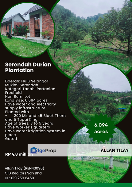 Serendah Durian Plantation, Selangor, Hulu Selangor
