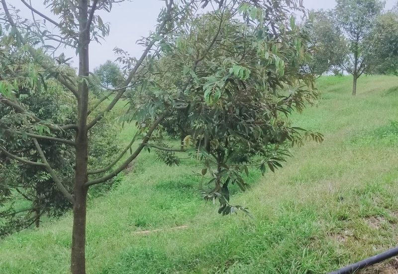 Kerling Industrial Land