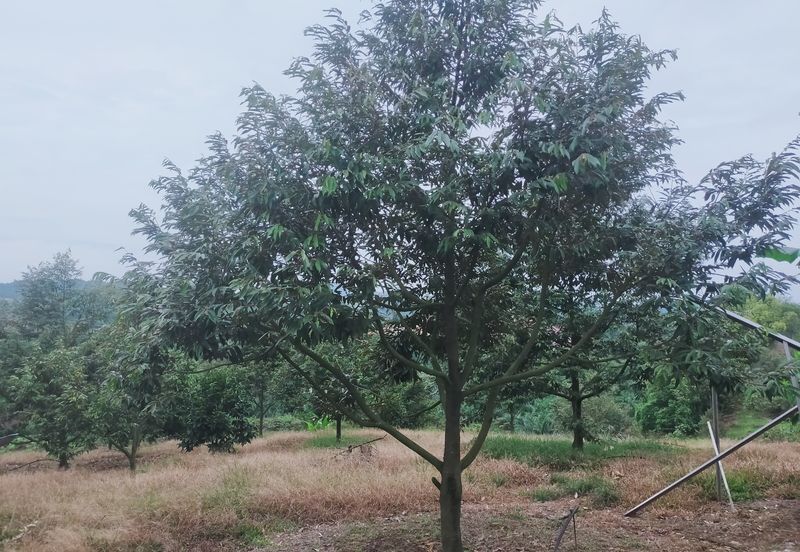 Kerling Industrial Land