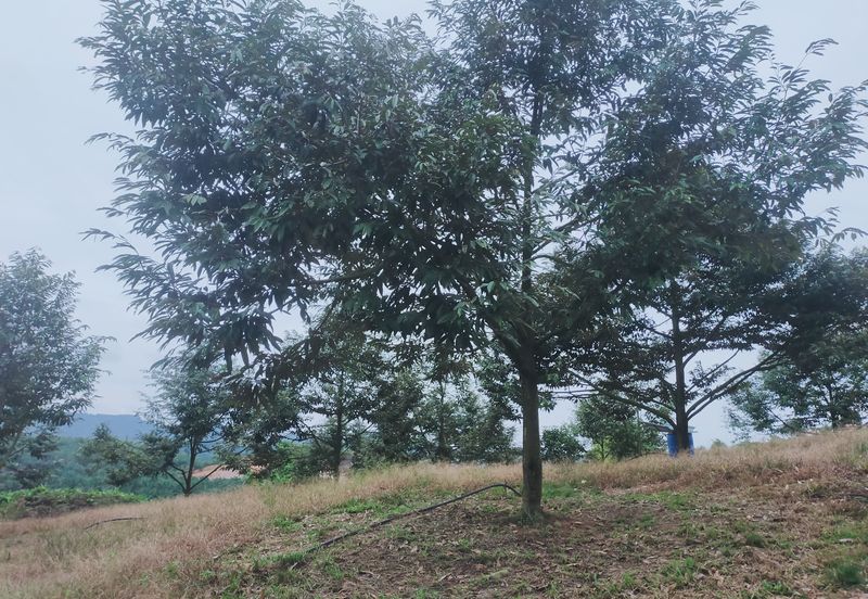 Kerling Industrial Land