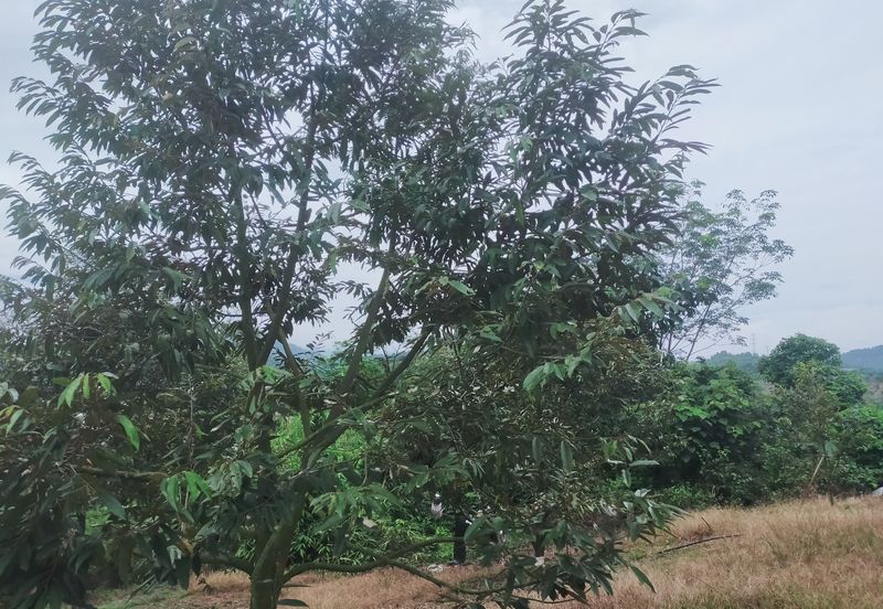 Kerling Industrial Land