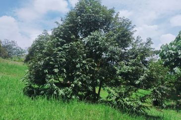 Jalan Mahagoni 2a/7, Pekan Batang Kali