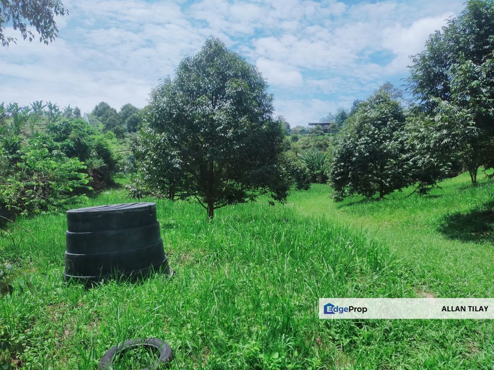 Batang Kali Durian Plantation , Selangor, Batang Kali