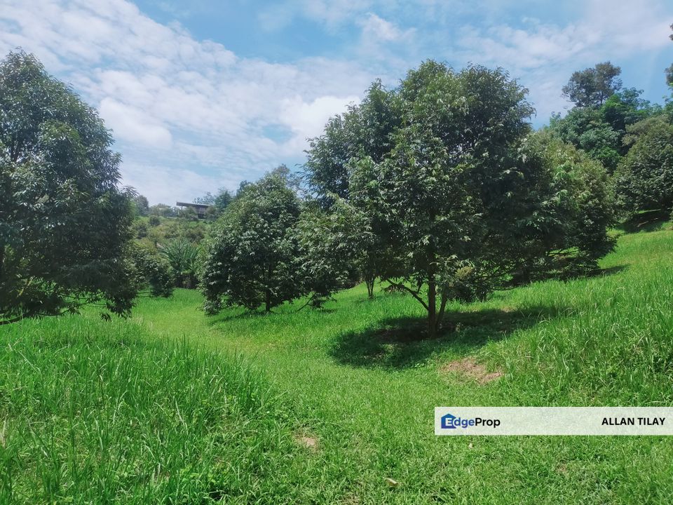 Batang Kali Durian Plantation , Selangor, Batang Kali
