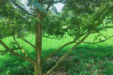 Jalan Mahagoni 2a/7, Pekan Batang Kali