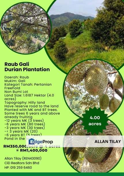 Raub Gali Durian Plantation, Pahang, Sega