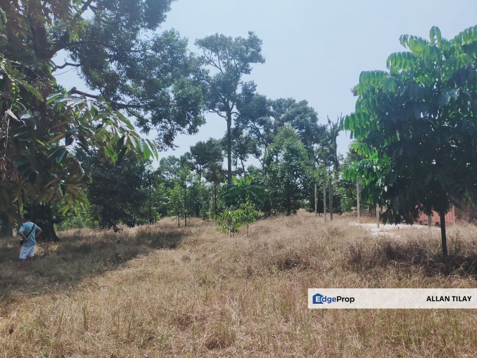 Karak Chinta Manis Durian Land, Pahang, Karak