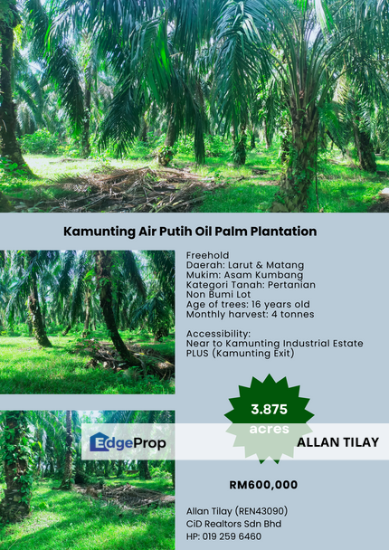Kamunting Air Putih Oil Palm Plantation , Perak, Taiping
