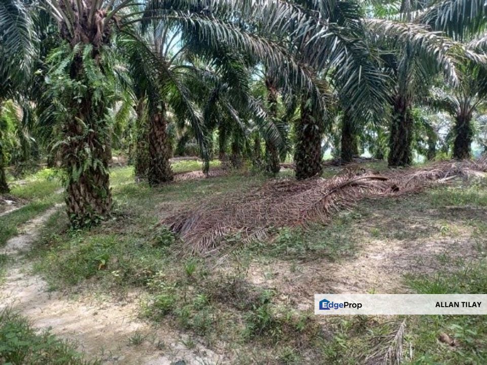 Oil Palm Land Kampung Chinta Manis Karak, Pahang, Karak