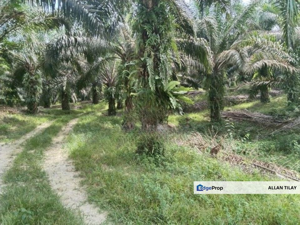 Oil Palm Land Kampung Chinta Manis Karak, Pahang, Karak