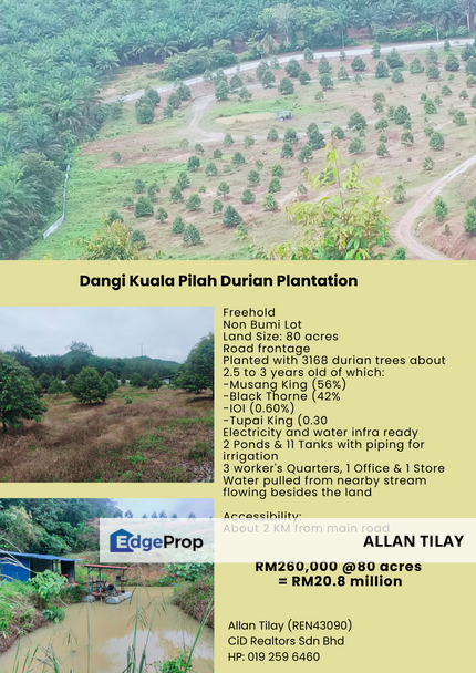 Dangi Kuala Pilah Durian Plantation, Negeri Sembilan, Kuala Pilah