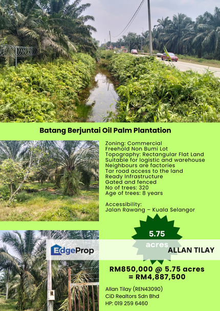 Batang Berjuntai Oil Palm Plantation, Selangor, Kuala Selangor