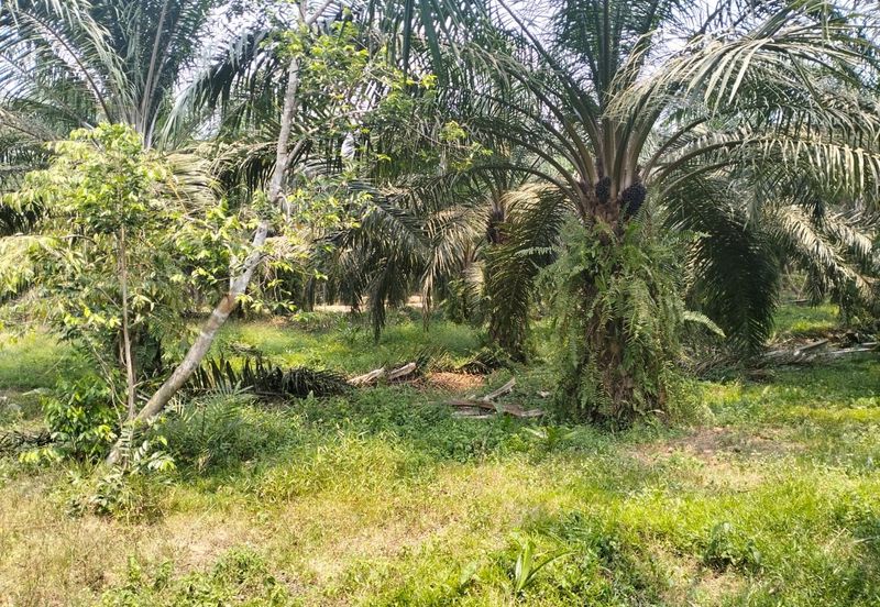 Batang Berjuntai @ Bestari Jaya