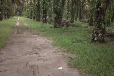 Batang Berjuntai @ Bestari Jaya