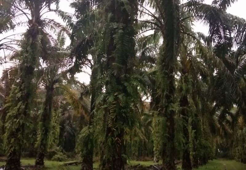 Batang Berjuntai @ Bestari Jaya