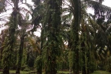 Batang Berjuntai @ Bestari Jaya