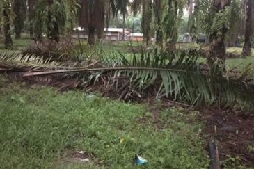 Batang Berjuntai @ Bestari Jaya