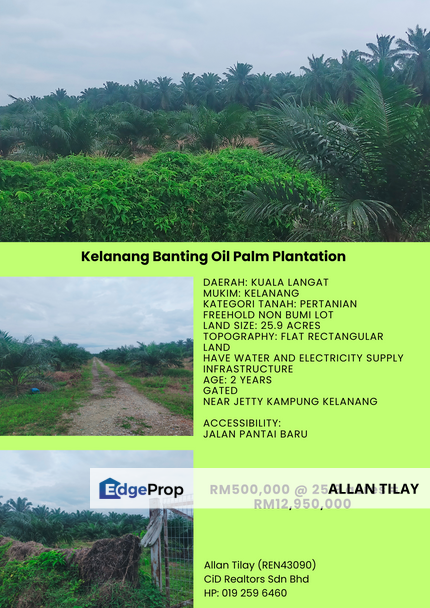 Kelanang Banting Oil Palm Plantation , Selangor, Kuala Langat