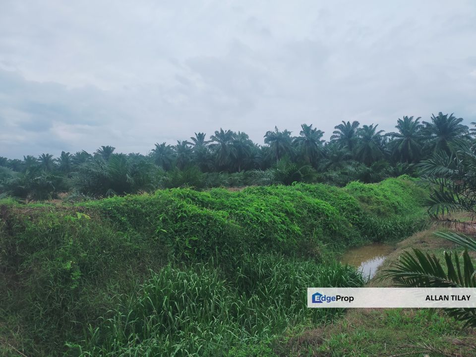 Kelanang Banting Oil Palm Plantation , Selangor, Kuala Langat
