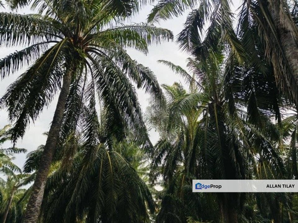 Sungai Pelek Sepang Industrial Zoning Land, Selangor, Sepang