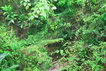 Mentakab Agricultural Land