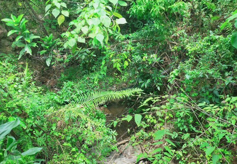 Mentakab Agricultural Land