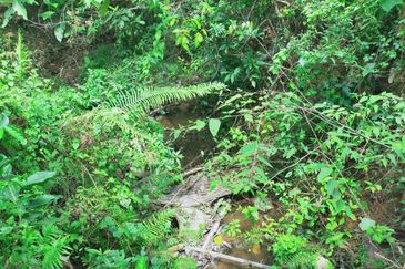 Mentakab Agricultural Land