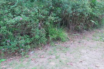 Mentakab Agricultural Land