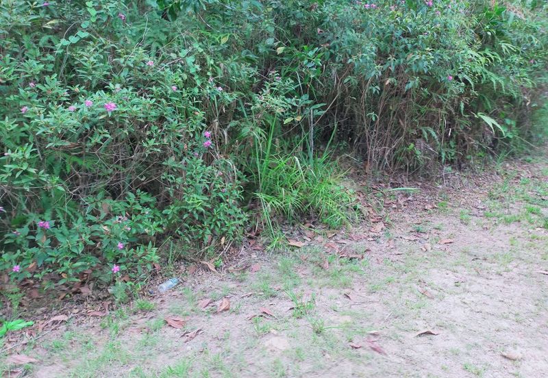 Mentakab Agricultural Land