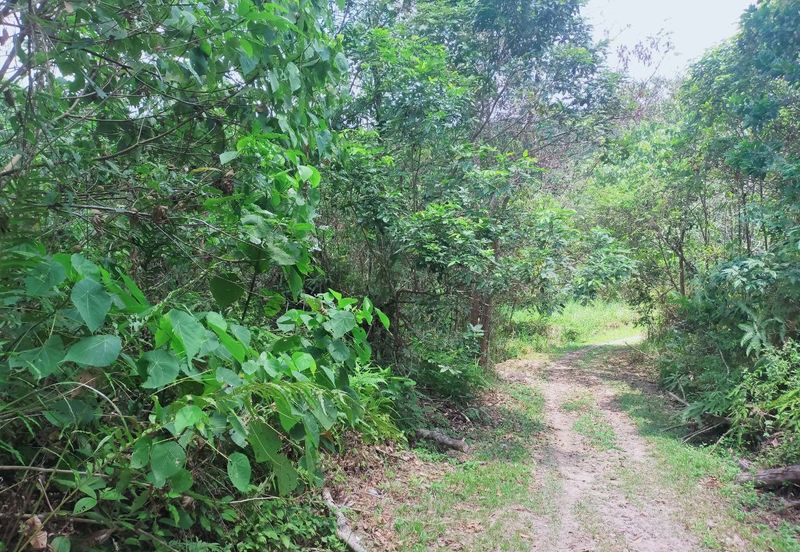 Mentakab Agricultural Land