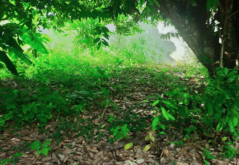 Taman Bukit Meringin