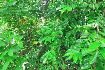 Taman Bukit Meringin