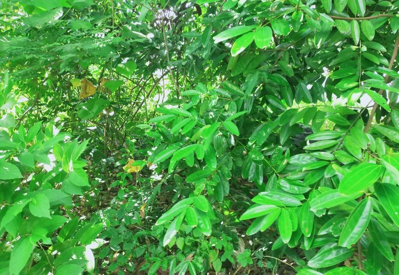 Taman Bukit Meringin