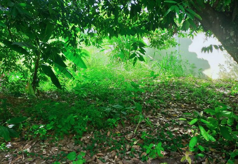 Taman Bukit Meringin