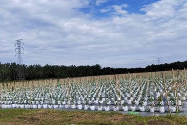 Agriculture Land @ Taiping