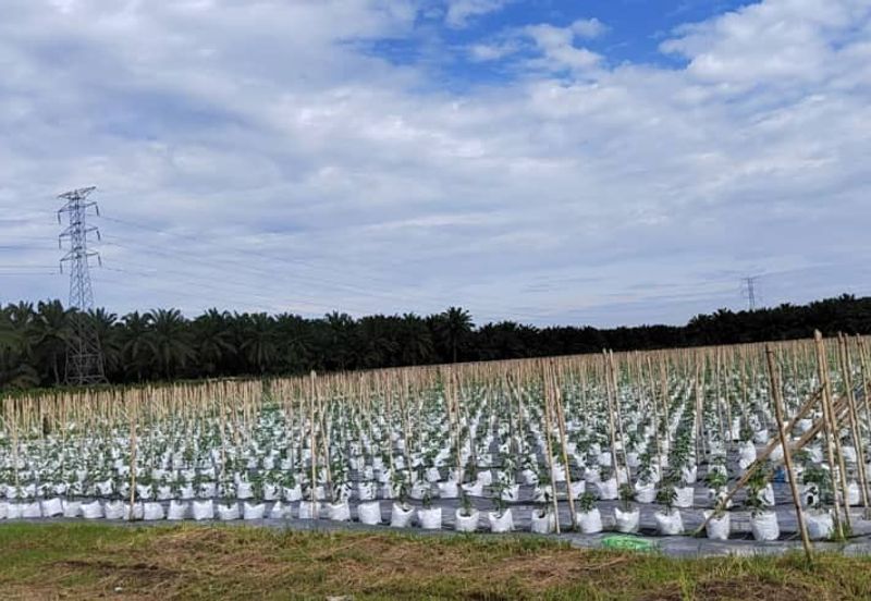 Agriculture Land @ Taiping
