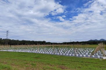 Agriculture Land @ Taiping