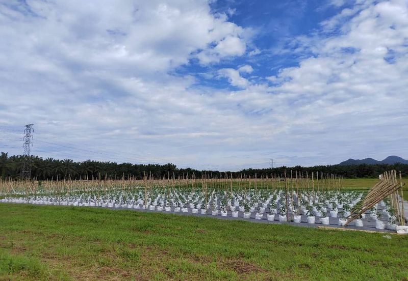 Agriculture Land @ Taiping