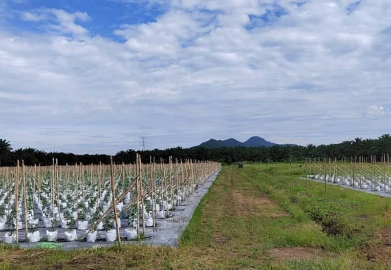 Agriculture Land @ Taiping