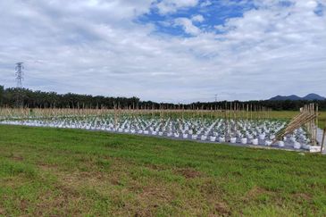 Agriculture Land @ Taiping