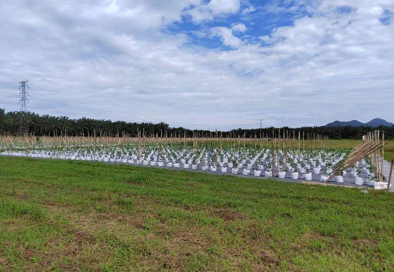 Agriculture Land @ Taiping