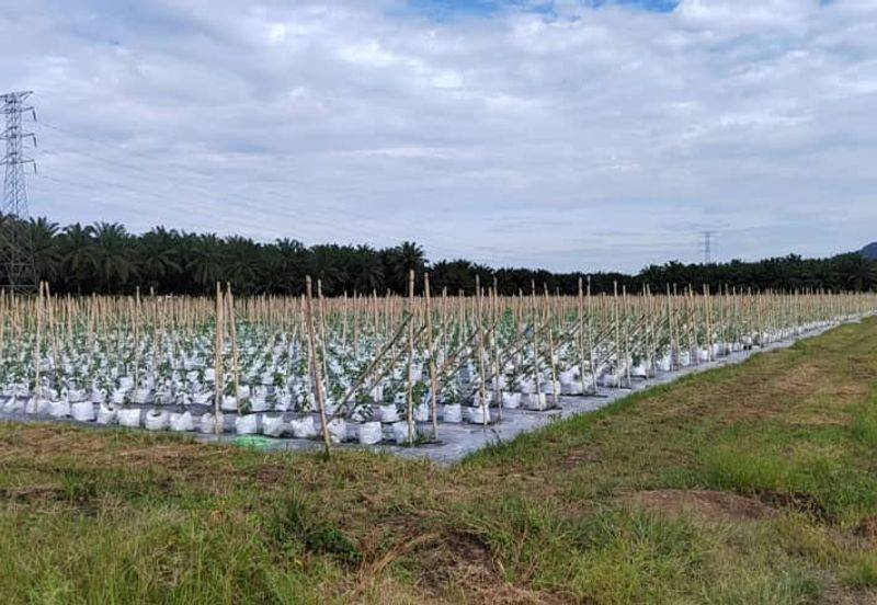 Agriculture Land @ Taiping