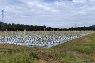 Agriculture Land @ Taiping