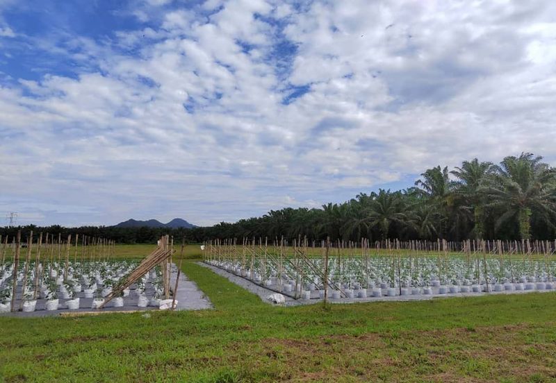 Agriculture Land @ Taiping