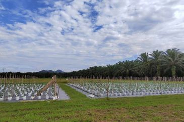 Agriculture Land @ Taiping