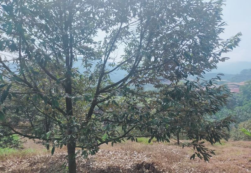 Kerling Industrial Land