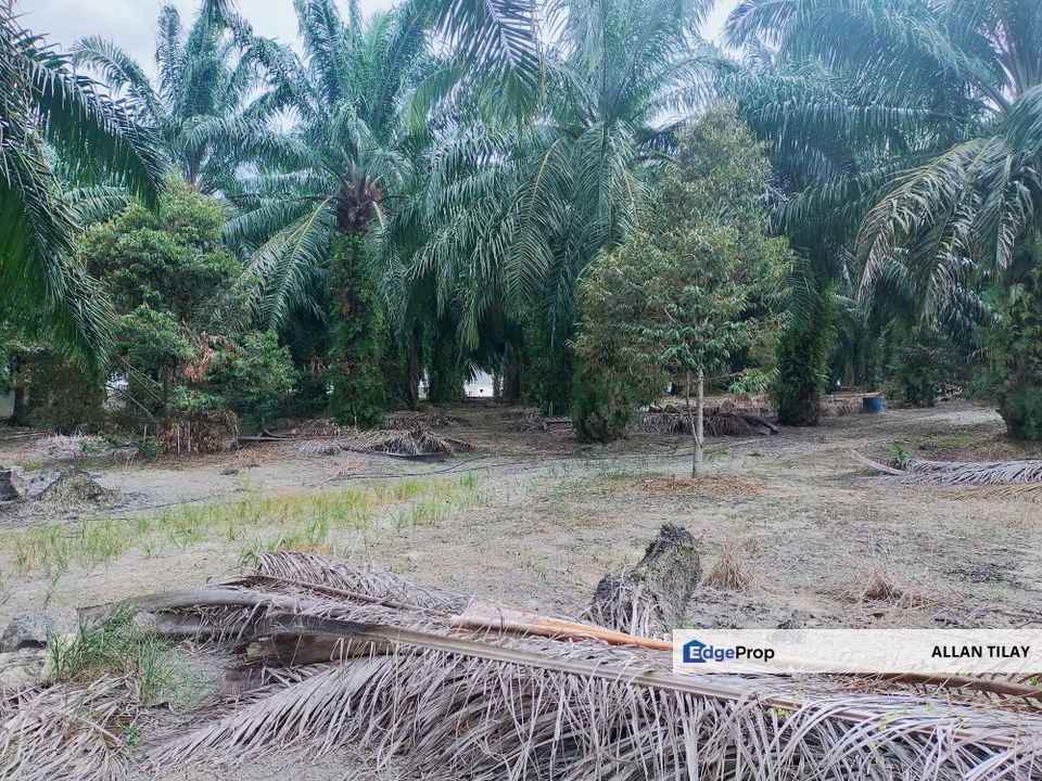Merlimau Oil Palm Land, Melaka, Merlimau