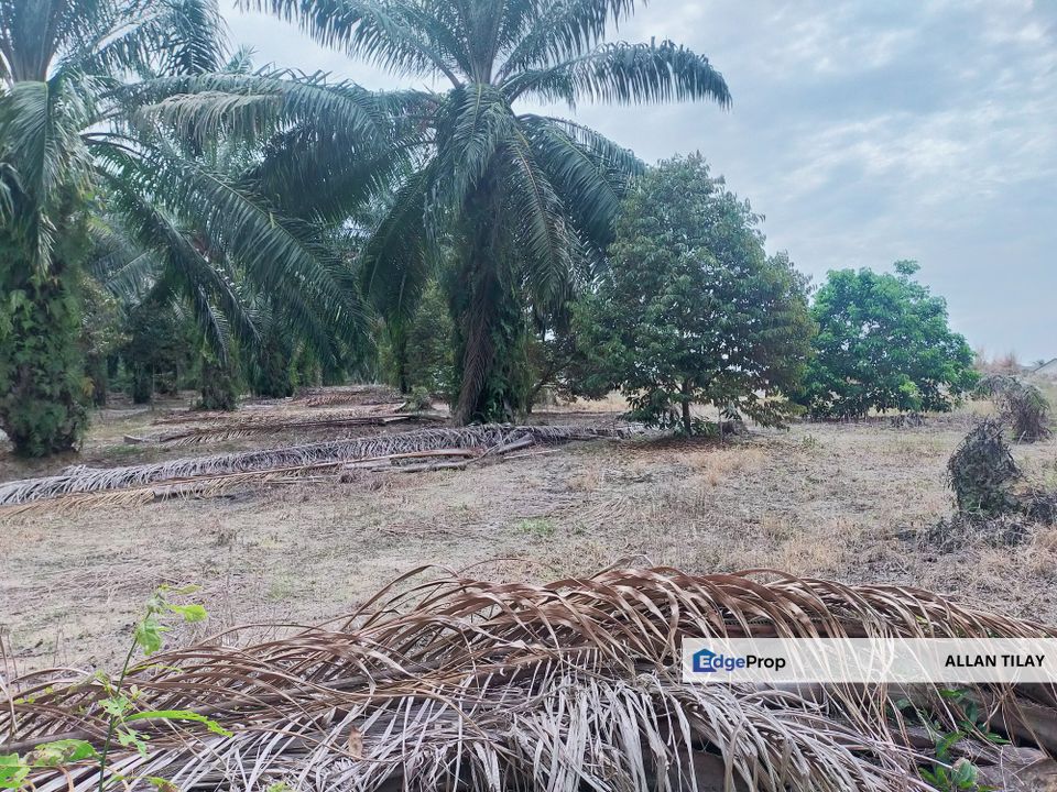 Merlimau Oil Palm Land, Melaka, Merlimau
