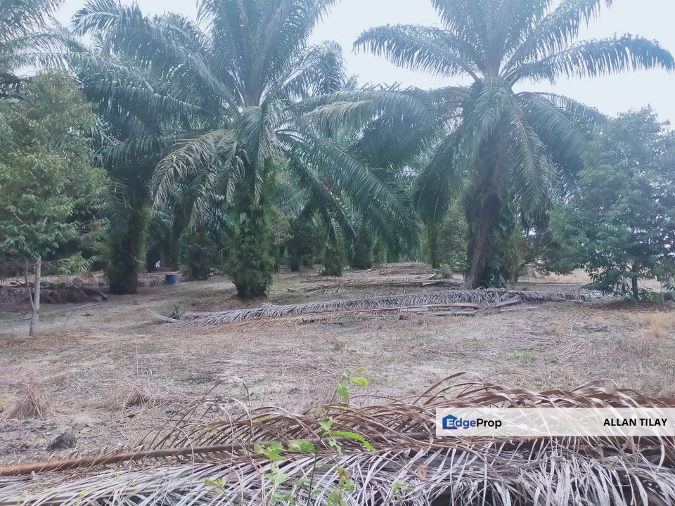 Merlimau Oil Palm Land, Melaka, Merlimau